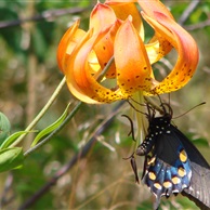 Turks Cap Lily